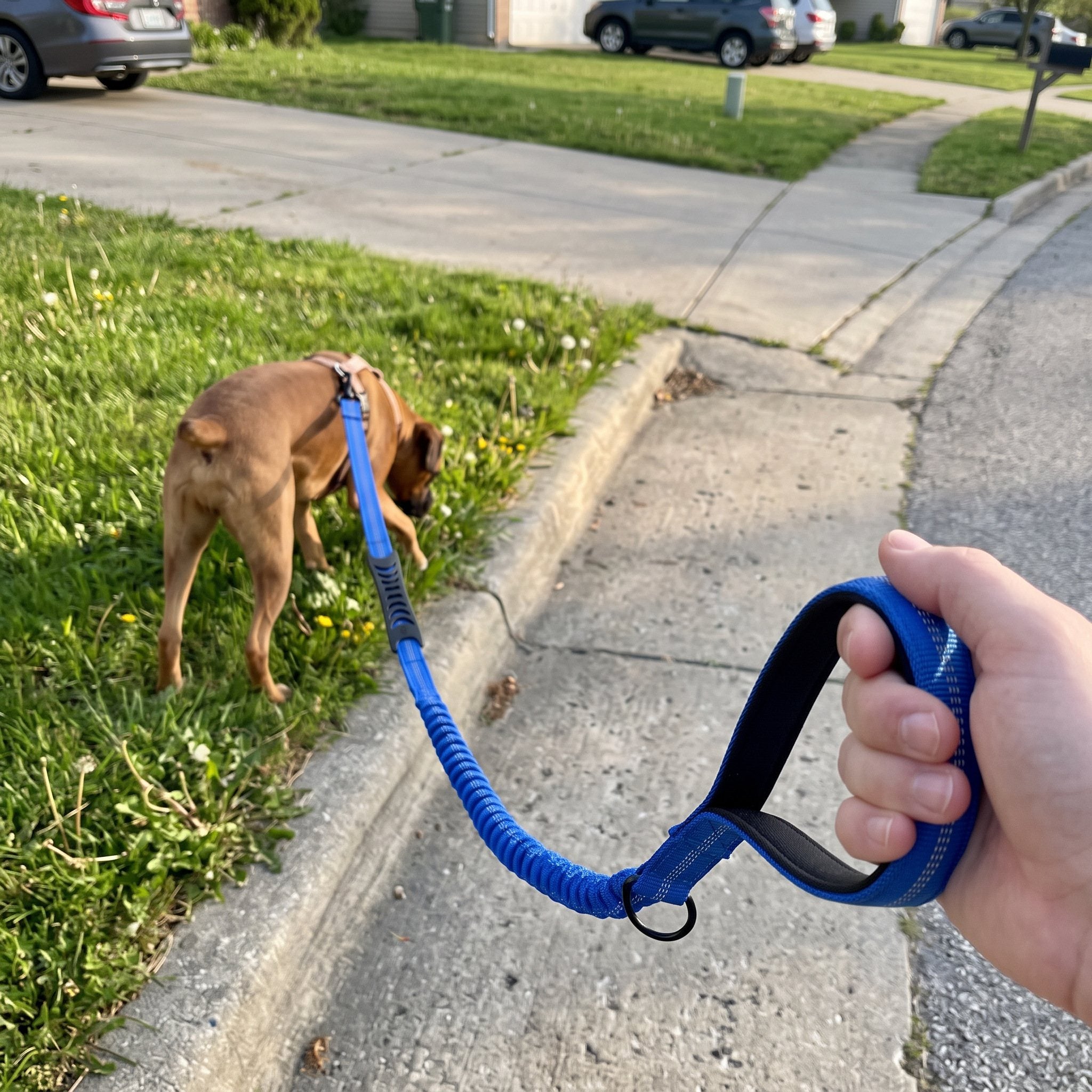 Trailkind leash in an everyday dog-walking scene 1