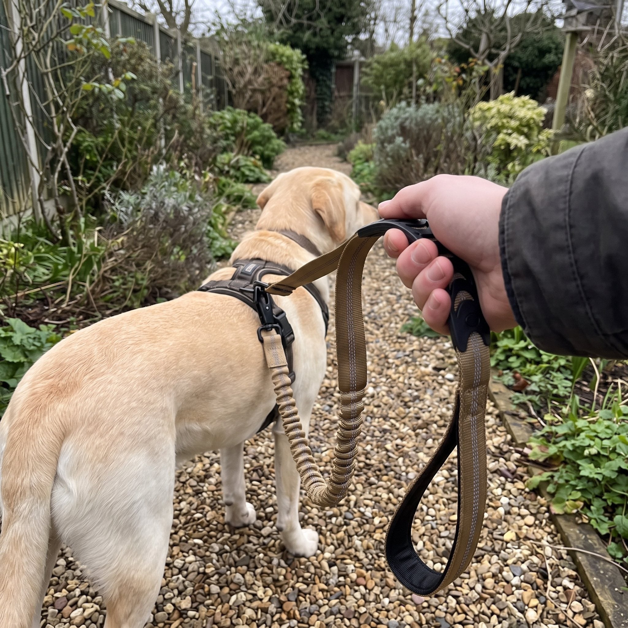 Trailkind leash in an everyday dog-walking scene 2