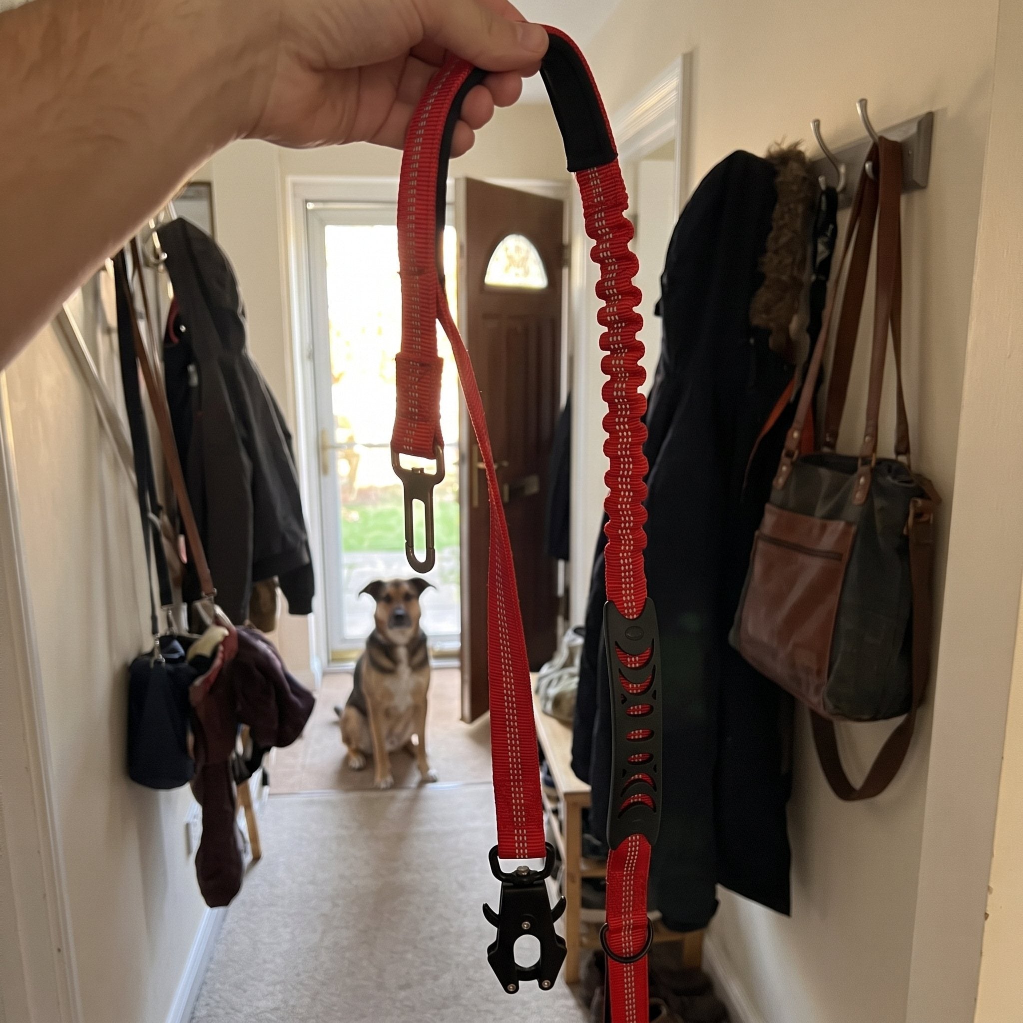 Trailkind leash in an everyday dog-walking scene 5