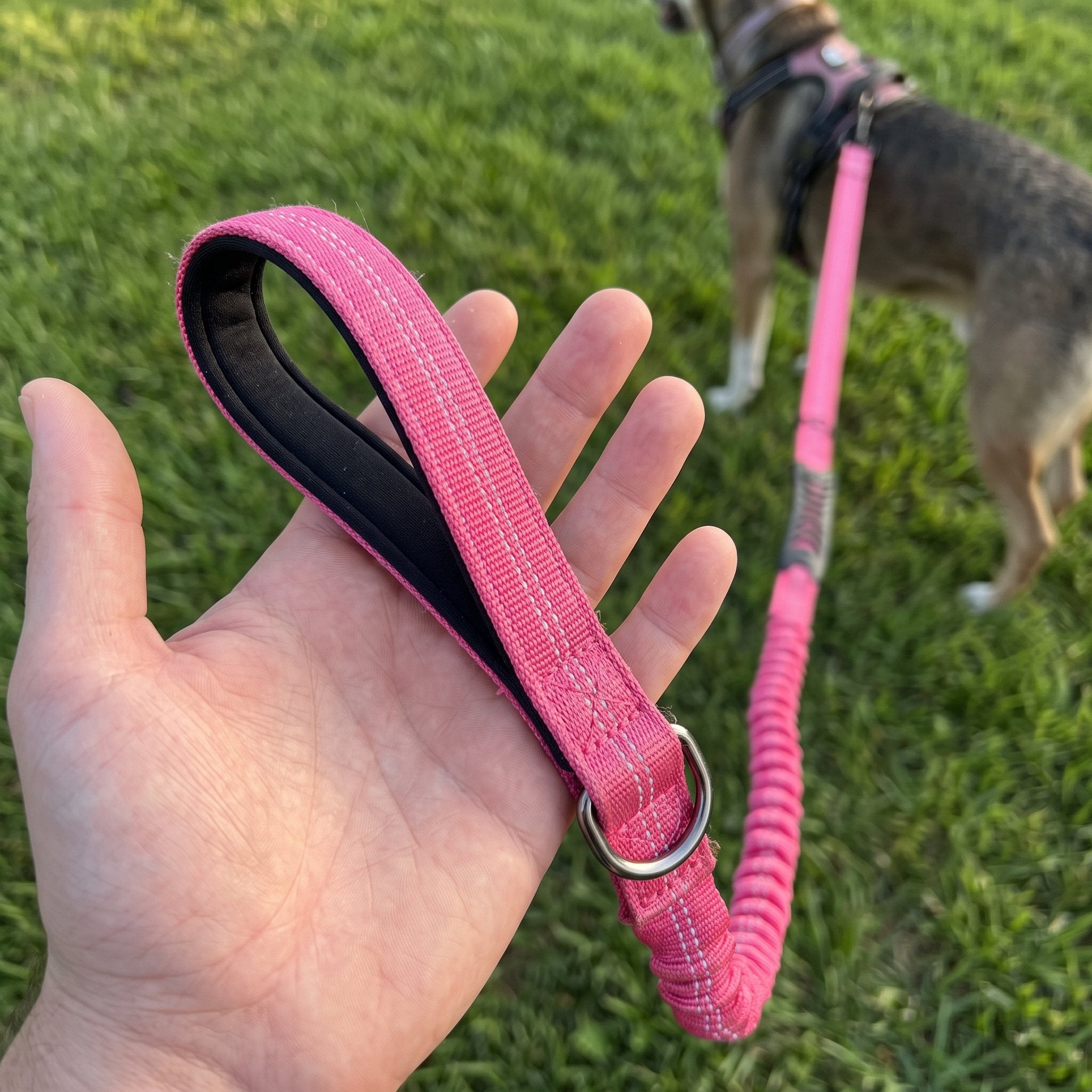 Trailkind leash in an everyday dog-walking scene 6